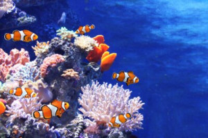 Fototapete Andere Anemonenfisch, Unterwasser, Fisch, Clown, Tier
