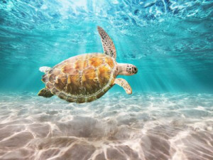 Fototapete Andere Tauchgang, wilde, Tierwelt, schwimmen, Tier
