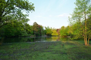 Fototapete Gans, Frühling, Wiese, Trauerweide, flux