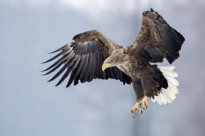Fototapete Andere alt, Natur, Tier, Tierwelt, isoliert