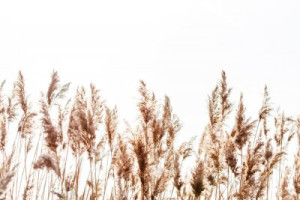 Fototapete Andere Textur, braun, Natur, flora, im Freien
