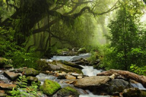 Fototapete Andere Natur, Wasser, grün, Wald, Bach