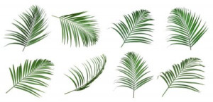 Fototapete Andere Insel, Vegetation, coco, Dschungel, Tropen