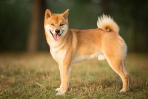 Fototapete Andere Shiba Inu, Hund, pet, Tier, außerhalb