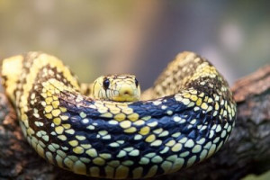 Fototapete Andere Schlange, Reptil, Tier, Tierwelt, Viper