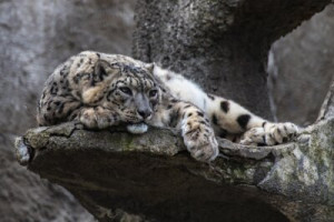Fototapete Leopard, cat, Schnee, Tier, Schneeleopard