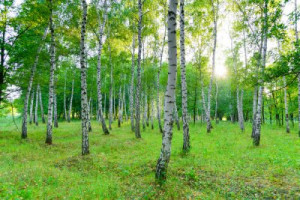 Fototapete Schönheit, Holz, Natur, im Freien, Sommer