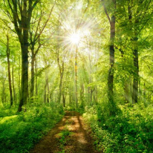 Fototapete Wald Natur, Stimmung, grün, Wald, Pfad