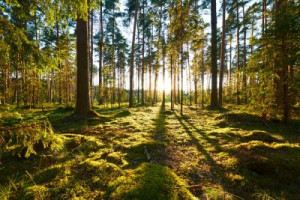 Fototapete Grün Holz, Natur, im Freien, Sommer, grün
