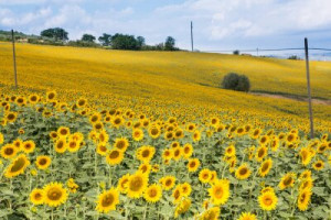 Fototapete Andere gelb, Natur, Sommer, grün, niemand