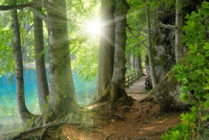 Fototapete fest, Seite, Natur, flora, im Freien