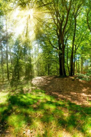 Fototapete Andere junge, Hintergrund, Natur, Sommer, grün