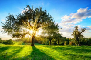 Fototapete Park Gold, Natur, flora, Sommer, Schatten