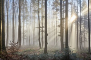 Fototapete red, Holz, Hintergrund, Natur, im Freien