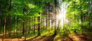 Fototapete Wald Wald, Baum, Natur, Sonne, Landschaft