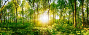 Fototapete Andere fest, Natur, Sommer, grün, Wald
