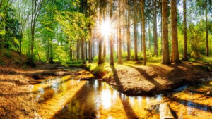 Fototapete Andere Hintergrund, Natur, Sommer, grün, Wald