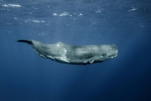 Fototapete Andere Wasser, dolphin, Meer, Ozean, blau