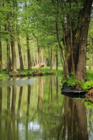 Fototapete Andere aquatischen, Baum, Natur, grün, spree