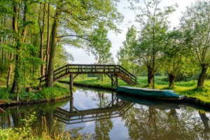 Fototapete Natur, Zeile, Wald, noch, Kanal