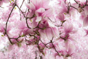 Fototapete Andere schließen, rosa, Hintergrund, Natur, flora