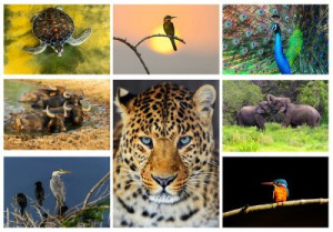 Fototapete Andere Natur, animal themes, Tier, Lebensraum, Tierwelt