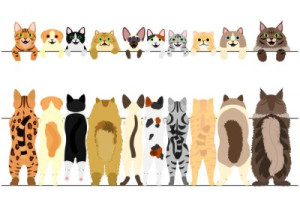 Fototapete banner, Element, Zeile, Tier, isoliert