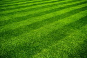 Fototapete Andere grün, Garten, Gras, Rasen, Grund