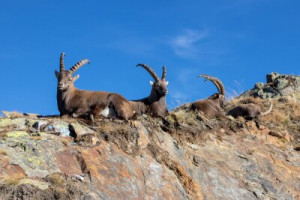 Fototapete Andere Tier, Tierwelt, Steinbock, Berg, Natur