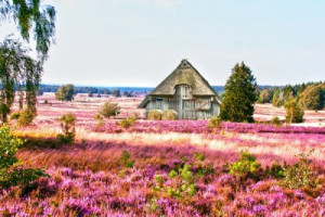 Fototapete traditionellen, Natur, Sommer, Heide, Heidekraut