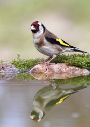 Fototapete Andere red, gelb, Schönheit, Hintergrund, Natur