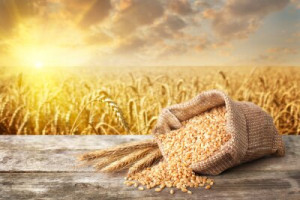 Fototapete Andere Gold, gelb, Hintergrund, braun, Natur