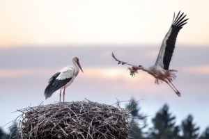 Fototapete Natur, Tierwelt, weiß, Himmel, Zweig