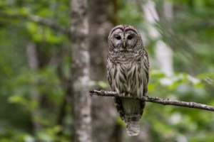 Fototapete Andere Eule, Vogel, Natur, Tier, Tierwelt