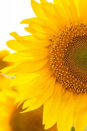 Fototapete Andere Sonnenblume, Feld, Natur, gelb, Sonne