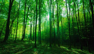 Fototapete Park Wald, Sonnenlicht, Nebel, Baum, Sonnenstrahl