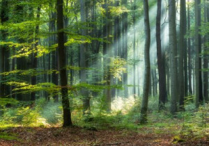 Fototapete Wald, Landschaft, timberland, grün, Baum
