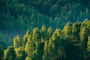 Fototapete Wald, Natur, Baum, Landschaft, grün