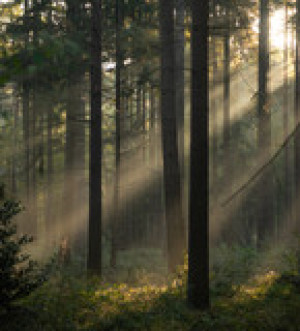 Fototapete Andere Wald, Nebel, Baum, Sonne, Herbst