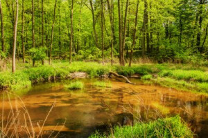 Fototapete Andere Wald, Wasser, Baum, Fluss, Natur