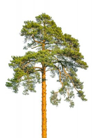Fototapete Andere Hintergrund, botanischen, Botanik, Ast, Nadelbaum