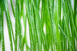 Fototapete Hintergrund, Natur, Sommer, Wasser, gesund