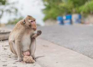 Fototapete Andere Tier, ape, Asien, Baby, Hintergrund