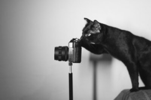 Fototapete Andere Tier, cat, niedlich, Foto, Katzen