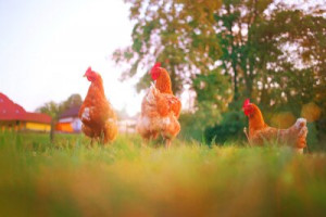 Fototapete Andere Henne, Nutztiere, Tier, Huhn, Landwirtschaft