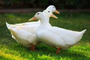 Fototapete Andere Ente, Vogel, weiß, Tier, Gras