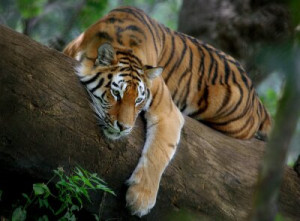Fototapete Andere Hintergrund, braun, grün, tiger, entspannen