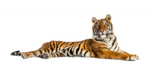 Fototapete Andere cat, tiger, Katzen, big cat, Tier