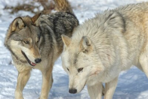 Fototapete Andere Wolf, 2, Paar, Tier, Tierwelt