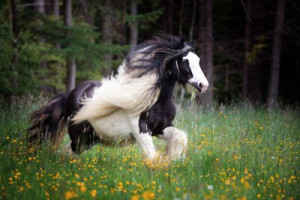 Fototapete Pferd, Tier, weiß, basteln, Mähne